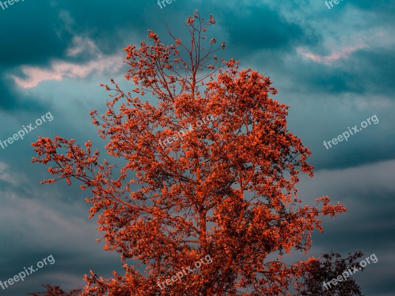 Tree Blue Sky Season Landscape Nature