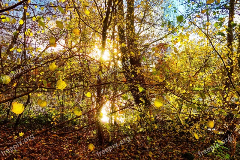 Trees Forest Branches Foliage Autumn Leaves