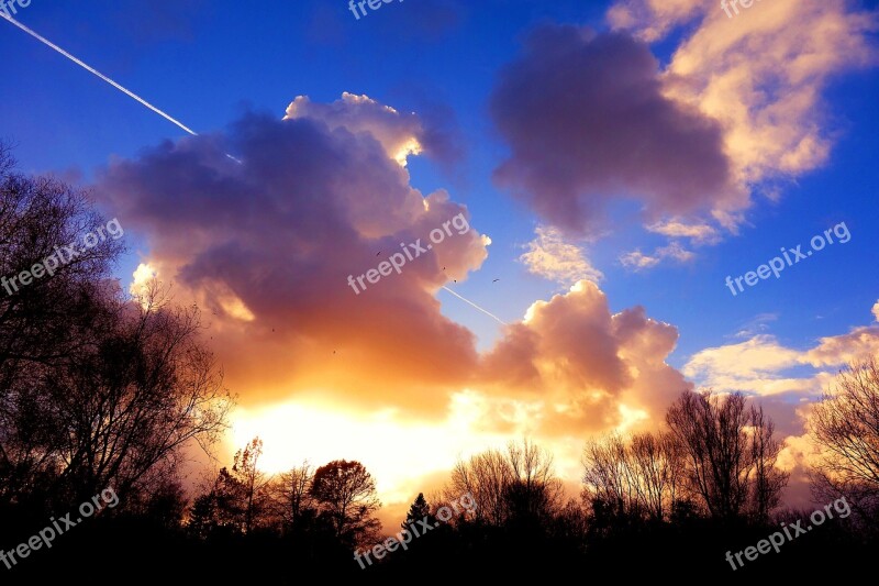 Trees Tree Silhouettes Blue Skies Golden Skies Evening Sun