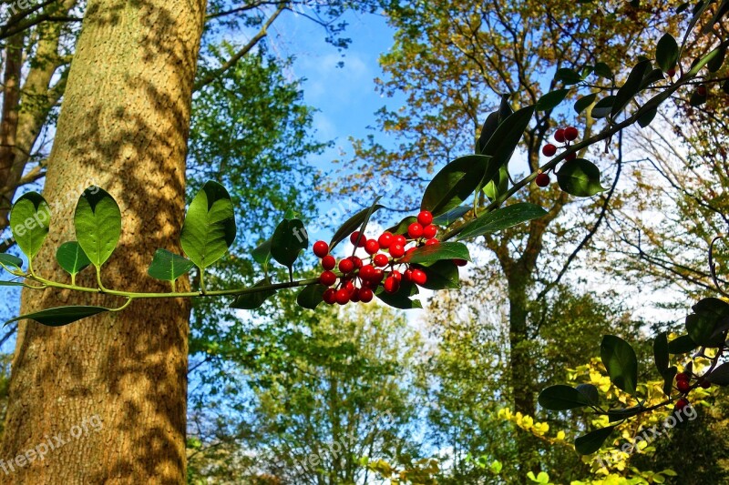 Red Berries Berry Bough Leaf Foliage