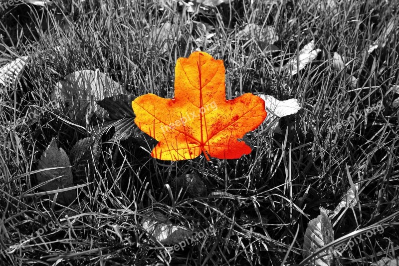 Leaf Orange Leaf Veins Autumn Color Grass