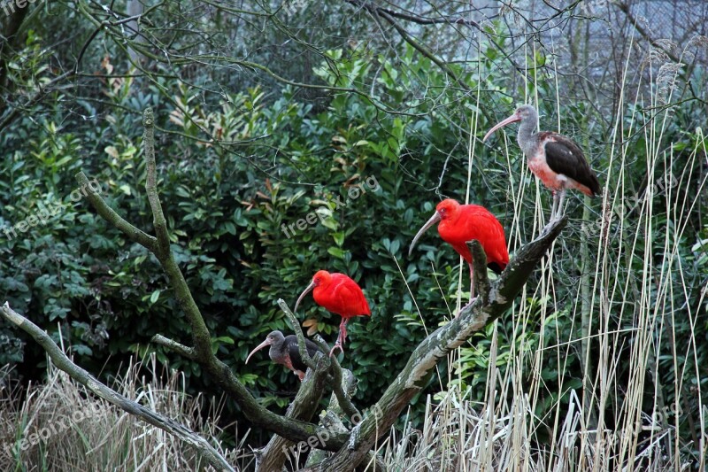 Nature Outdoor Red Blijdorp Zoo