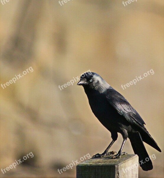 Bird Animal World Songbird Nature Blackbird