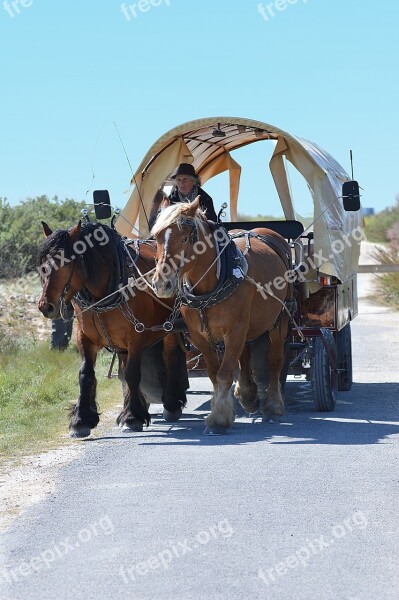 Hitch Horses Sleigh Horse Ride Free Photos