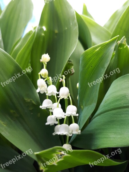 Leaf Plants Nature Flowers Peel