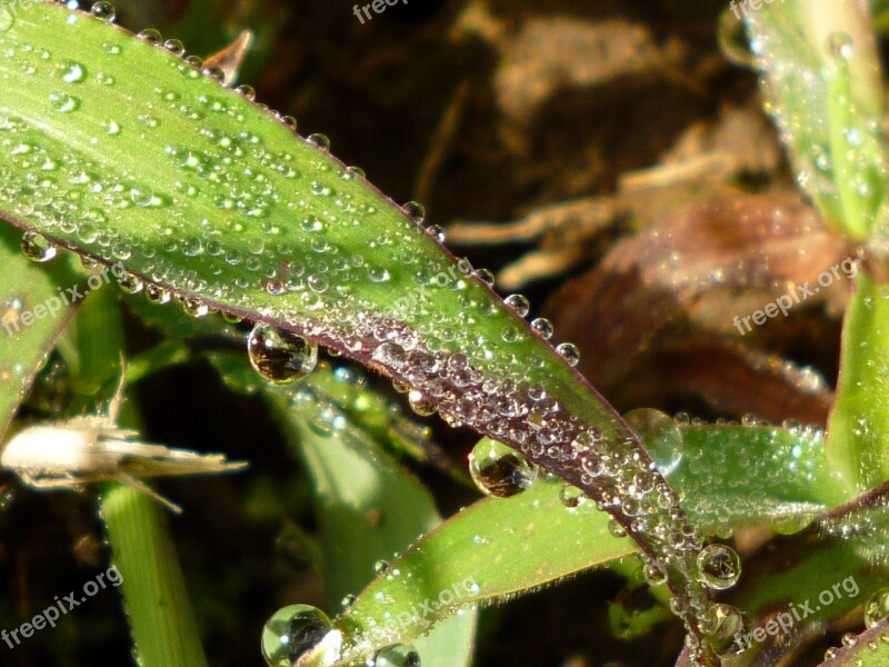 Leaf Natural Plant Dew Drop Of Water