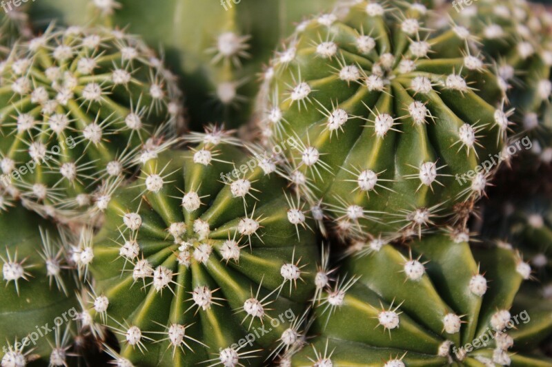 Cactaceae Thorny More Acute Plant Succulent Plants