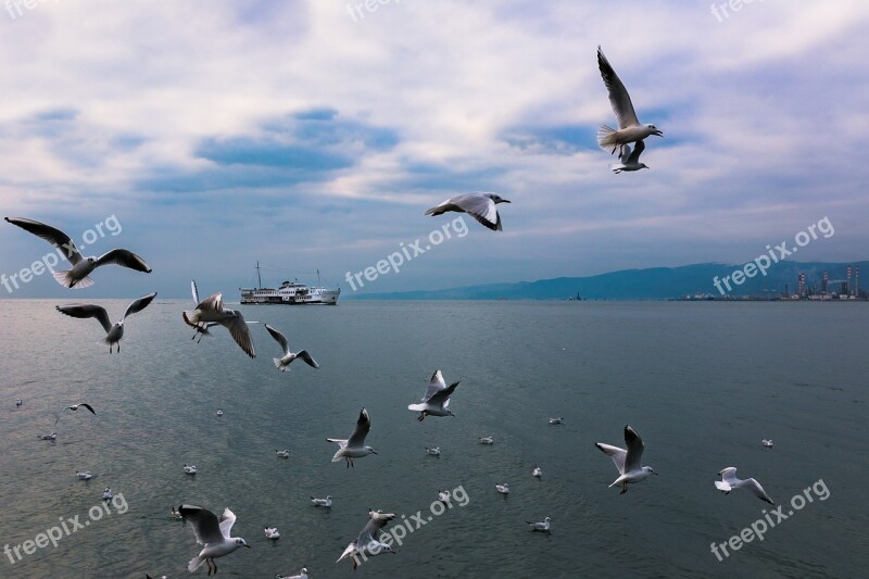 Birds Seagull Nature Body Of Water Wildlife