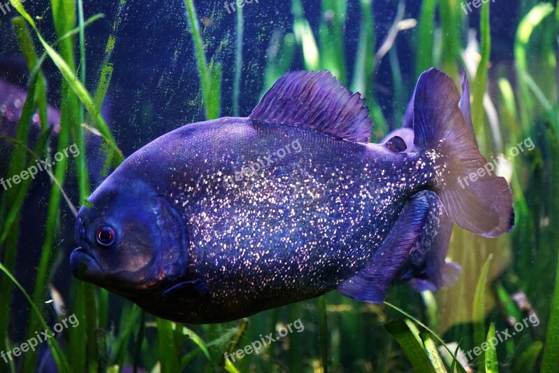 Underwater Nature Fish Waters Swim