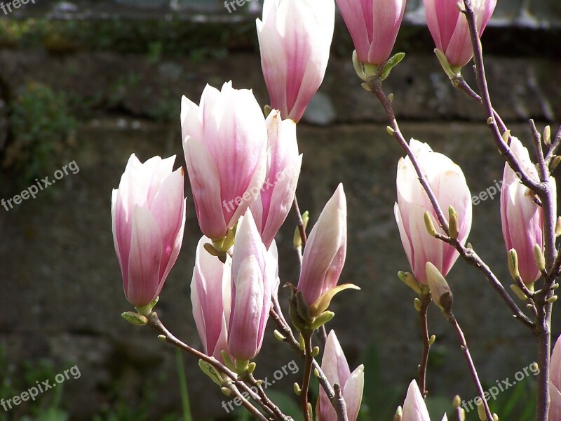 Flower Nature Plant Leaf Beautiful