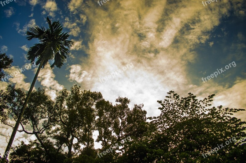 Tree Nature Landscape Outdoors Sky