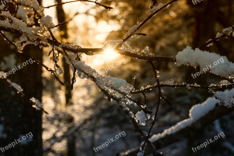 Tree Nature Winter Wood Frost