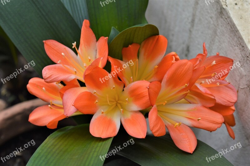 Flower Plant Nature Garden Leaf