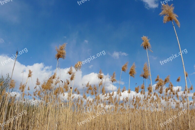 Field Nature Grass Plant Shoots