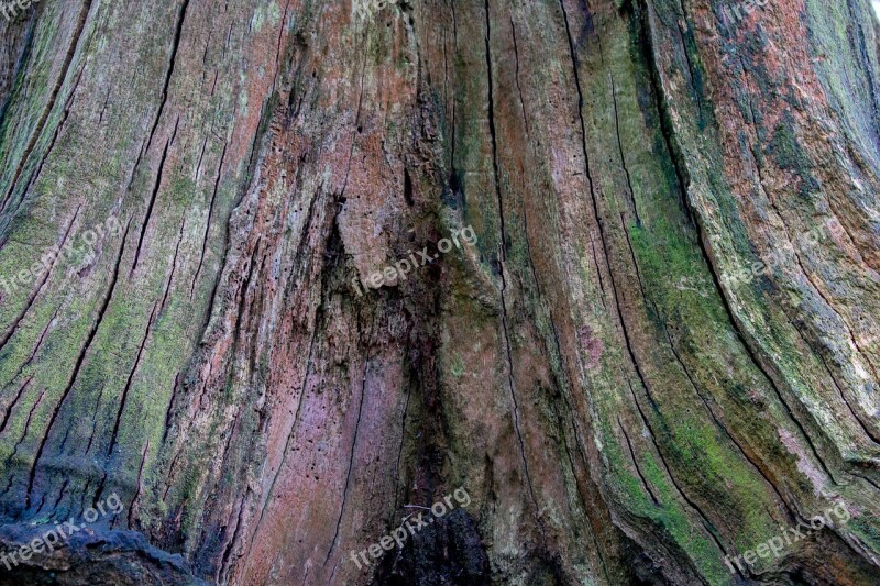 Wood Old Nature Desktop Tree