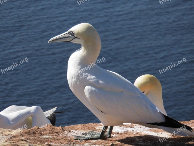 Waters Bird Sea Animal World Nature