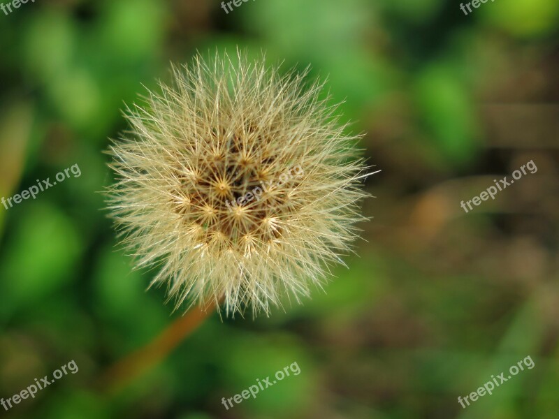 Dandelion Nature Faded Dandelion Dandelions Plant