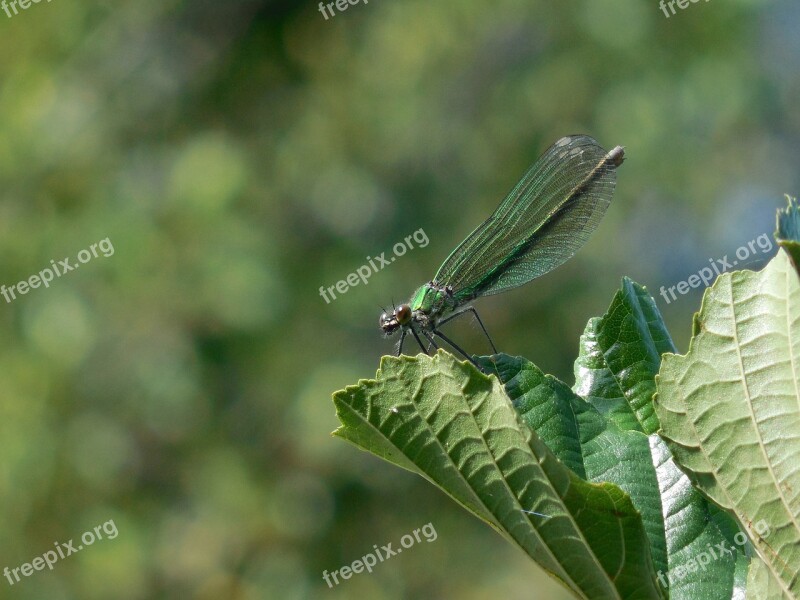 Dragonfly Sheet Green Summer Winged Insects