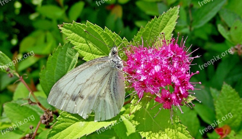 Nature Flower Insect Butterfly Bielinek