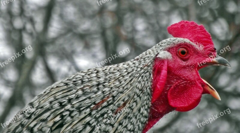 Nature Birds Cock Pen Animals