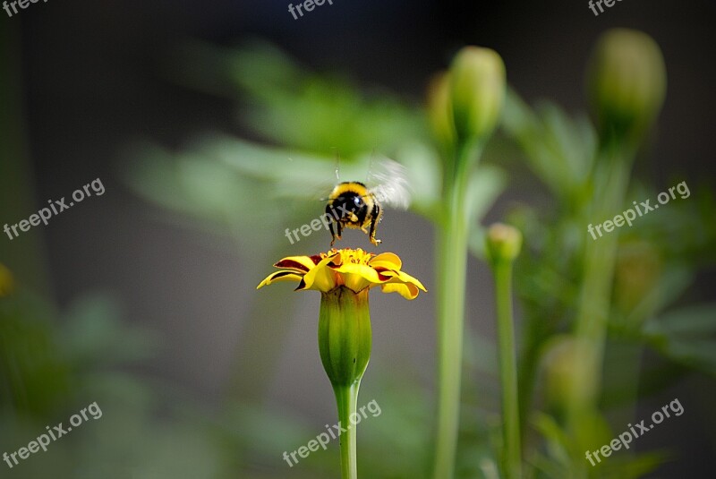 Insect Nature Outdoors Bee Flower