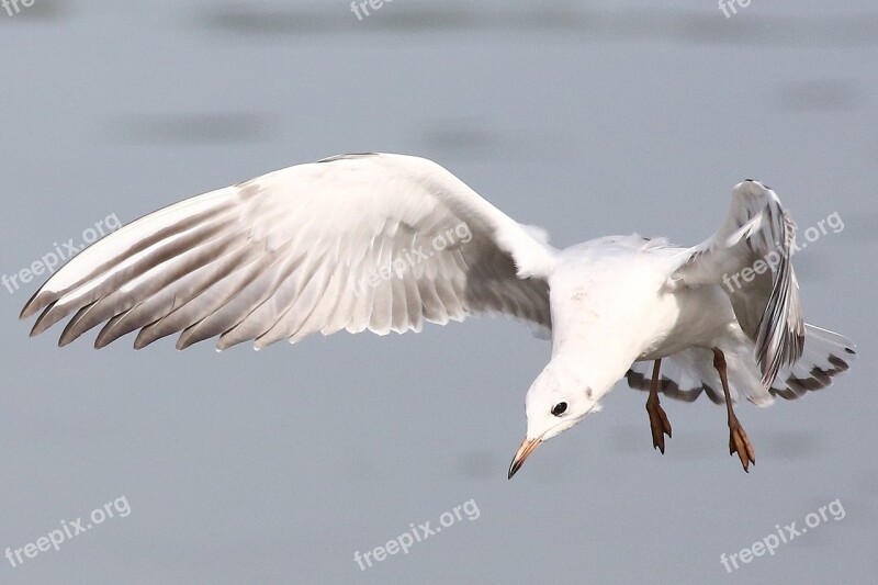 Bird Animal World Feather Nature Seagull