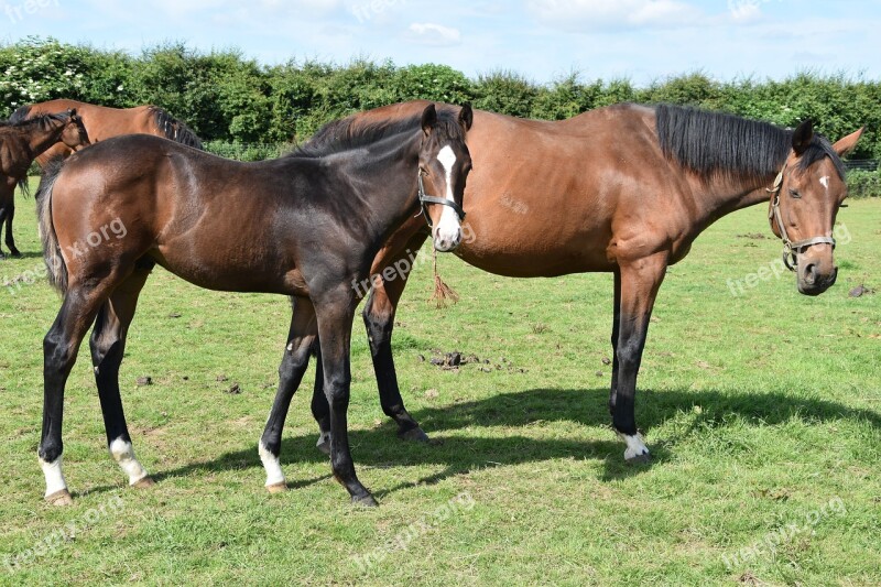 Hayfield Horse Mammal Mare Stallion