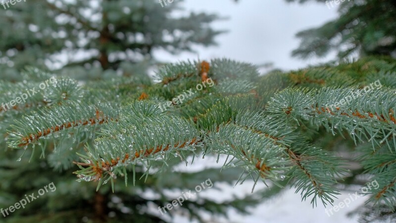 Winter Pine Tree Spruce Needle