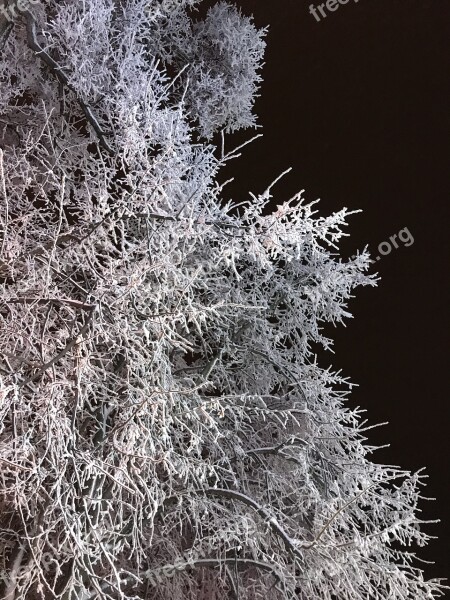 Leann Winter Tree Frozen Nature