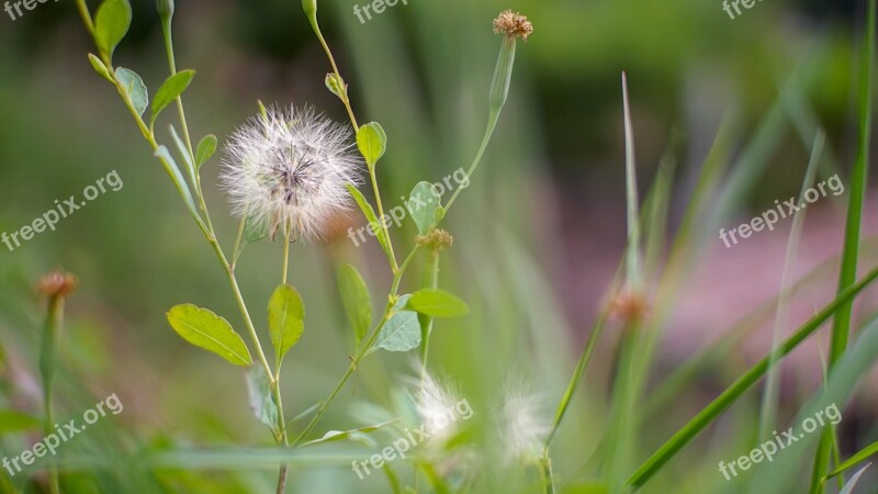 Nature Flora Summer Grass Flower