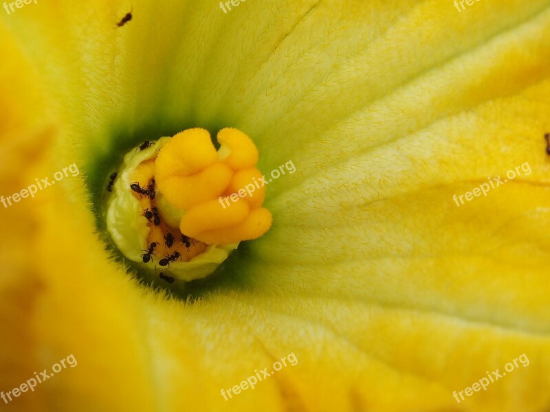 Pumpkin Grow Nature Fall Flora