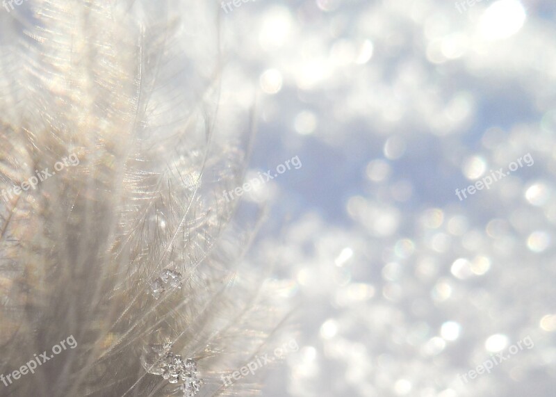 Winter Snow Bokeh Plumule Frost