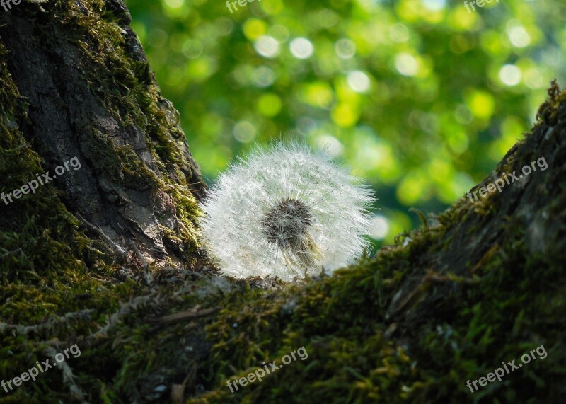 Faded Dandelion Fluff Tree Summer Free Photos