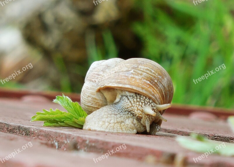 Worm Conch Snail Nature Free Photos