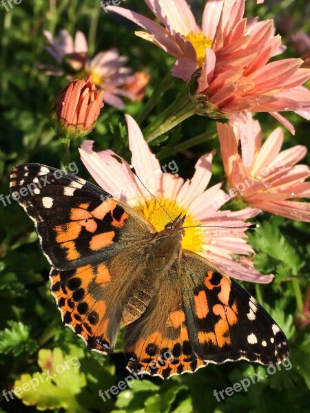 Nature Butterfly Insect Flower Garden