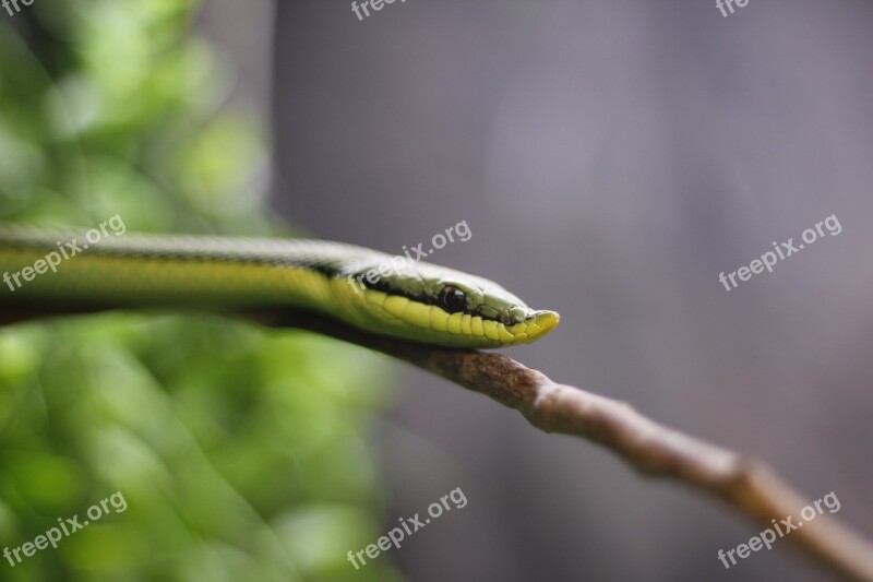 Nature Snake Wild Life Reptilia Reptile