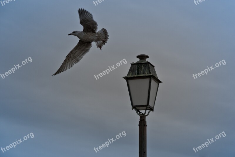 Sky Bird No Person Nature Gull