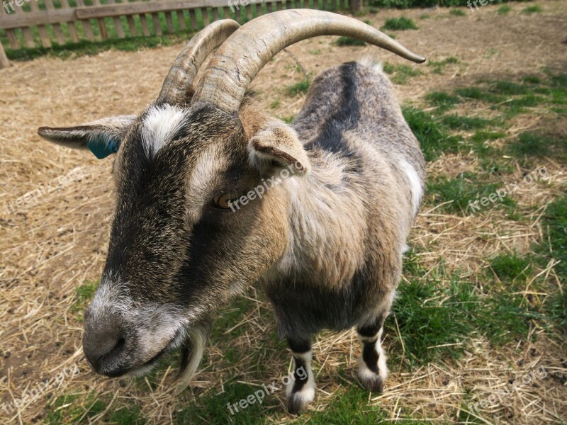 Goat Small Animal Kid Pet Livestock