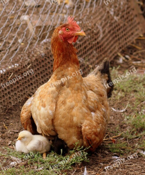 Gaina Chicken Mom Birds Fluffy