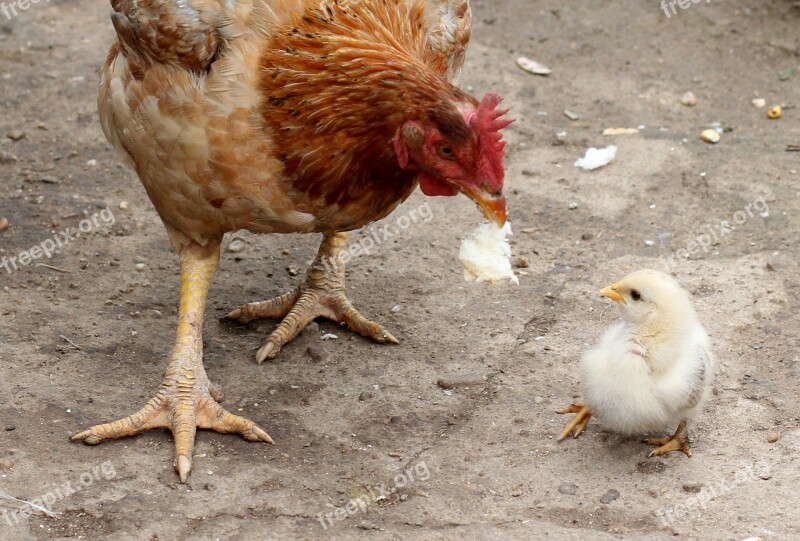 Gaina Chicken Mom Birds Fluffy