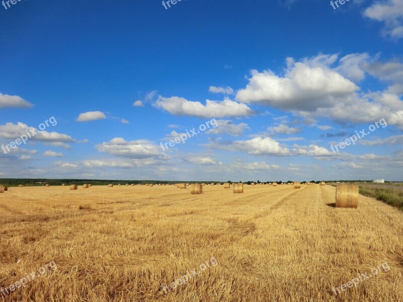 Wheat Field Harvest Agro-industry Straw