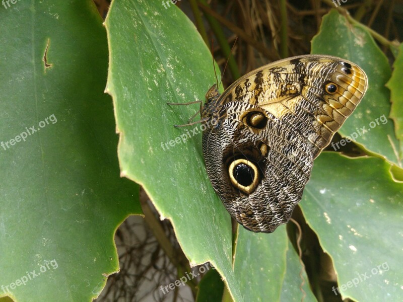 Butterfly Granada Andalusia Spain Science Park