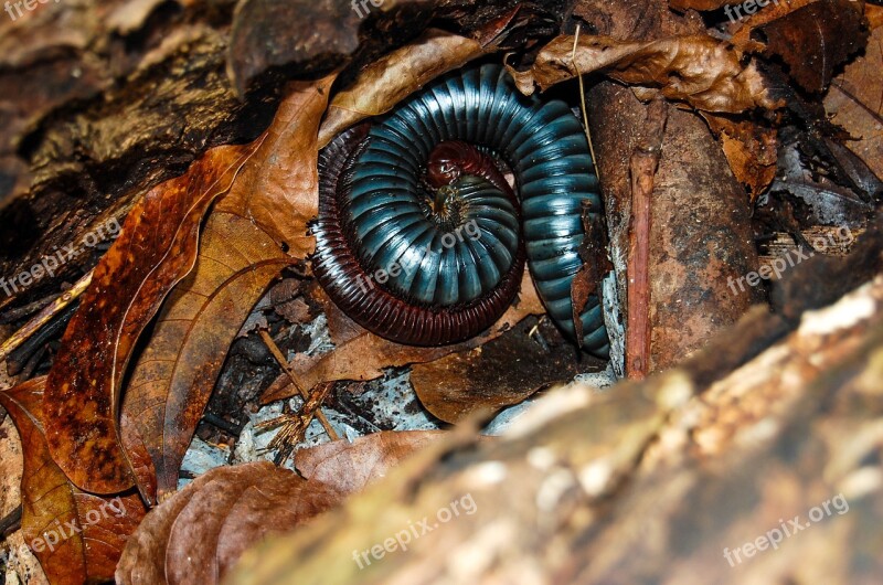 Invertebrate Nature Wood Food Insect