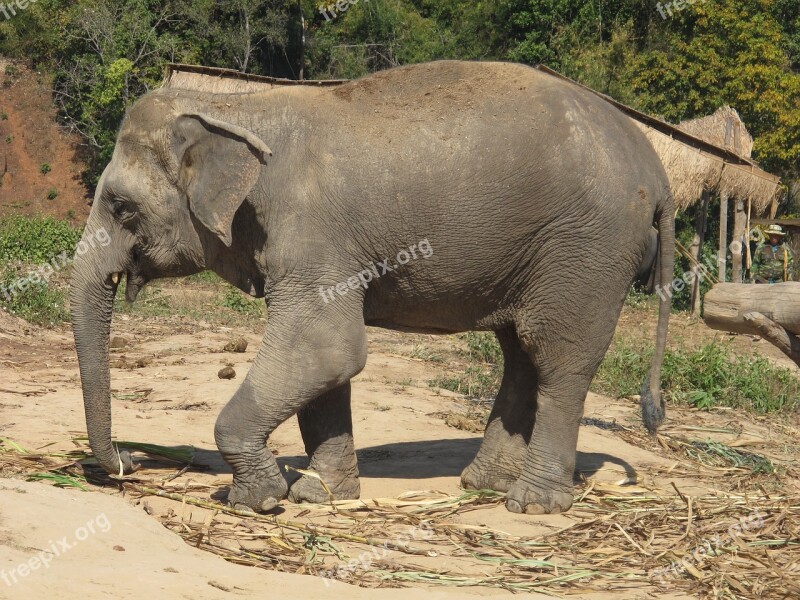 Elephant Nature Asia India The Indian Elephant