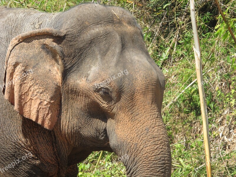 Elephant Elephant Head Thailand The Indian Elephant Asia