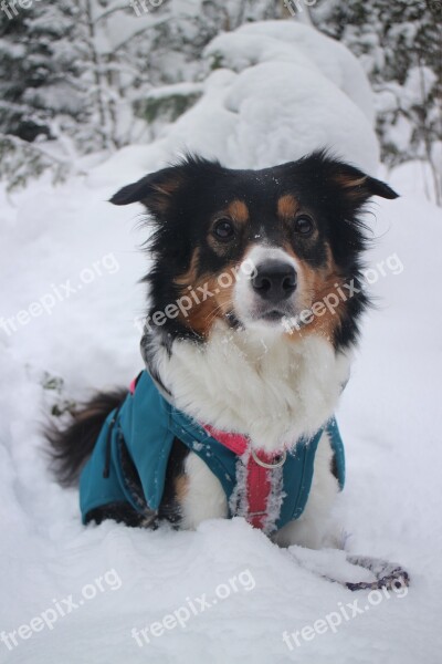 Winter Snow Cold Dog Border Collie