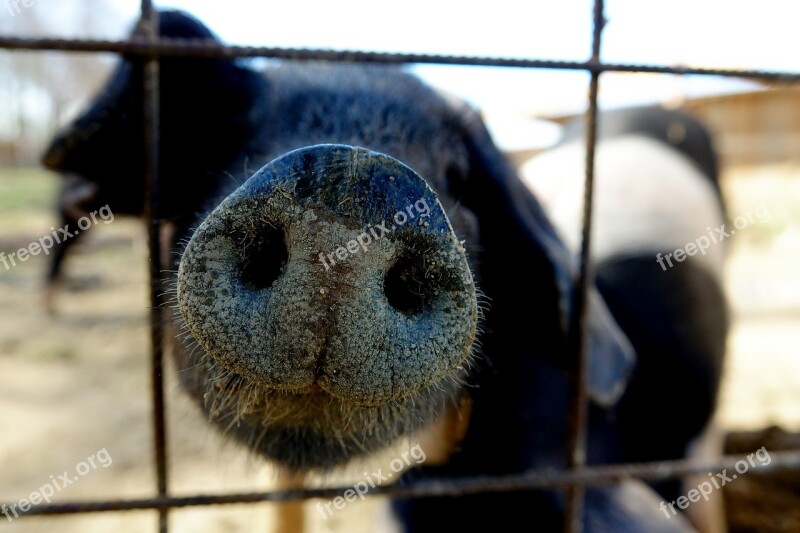 Mammal Animal Pig Pig's Snout Proboscis