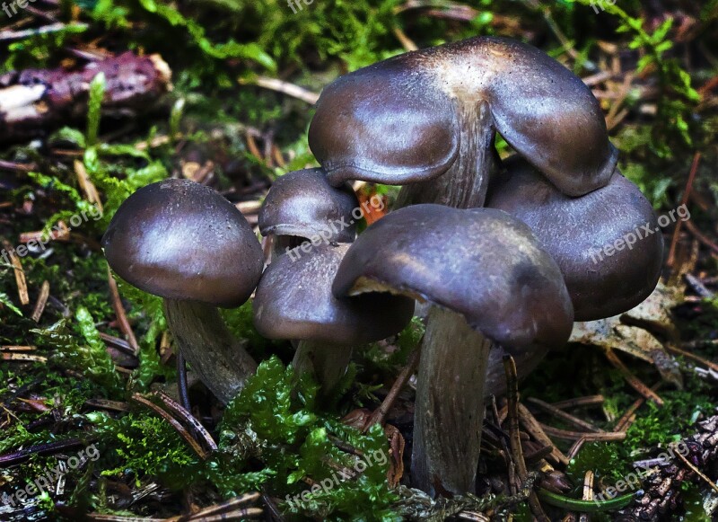 Mushroom Forest Moss Forest Floor Screen Fungus