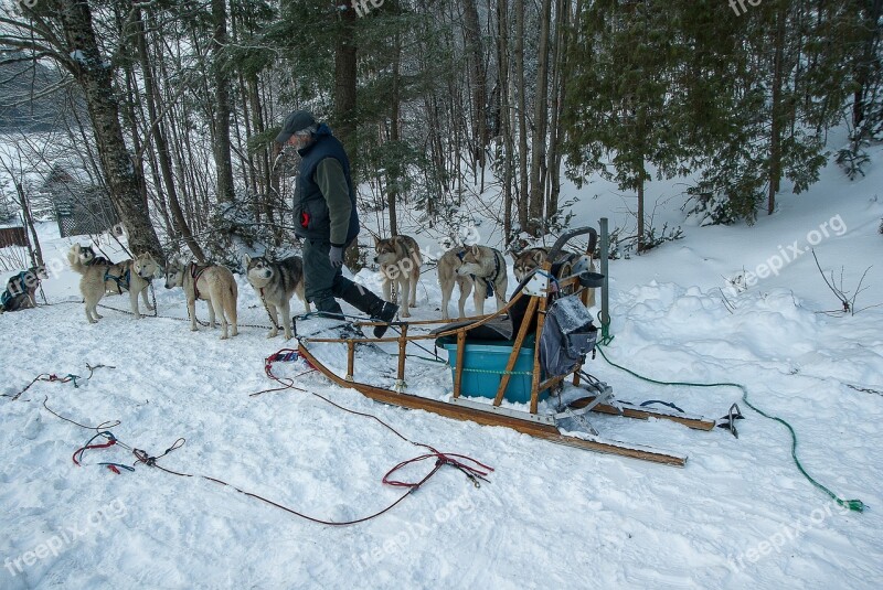 Hitch Sled Dogs Sled Snow Winter