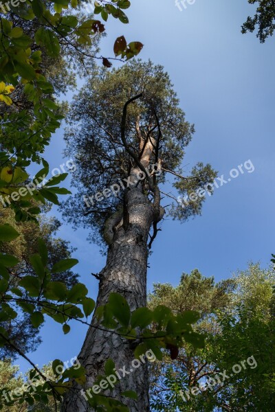 Tree Nature Wood Plant Leaf